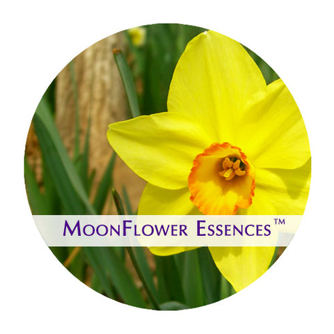 Daffodil (moonlight)